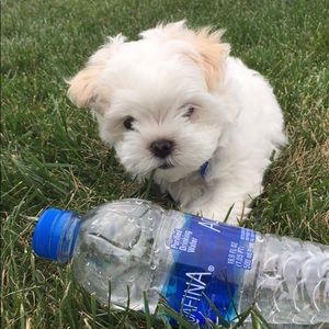 Meet your Posher, Anna